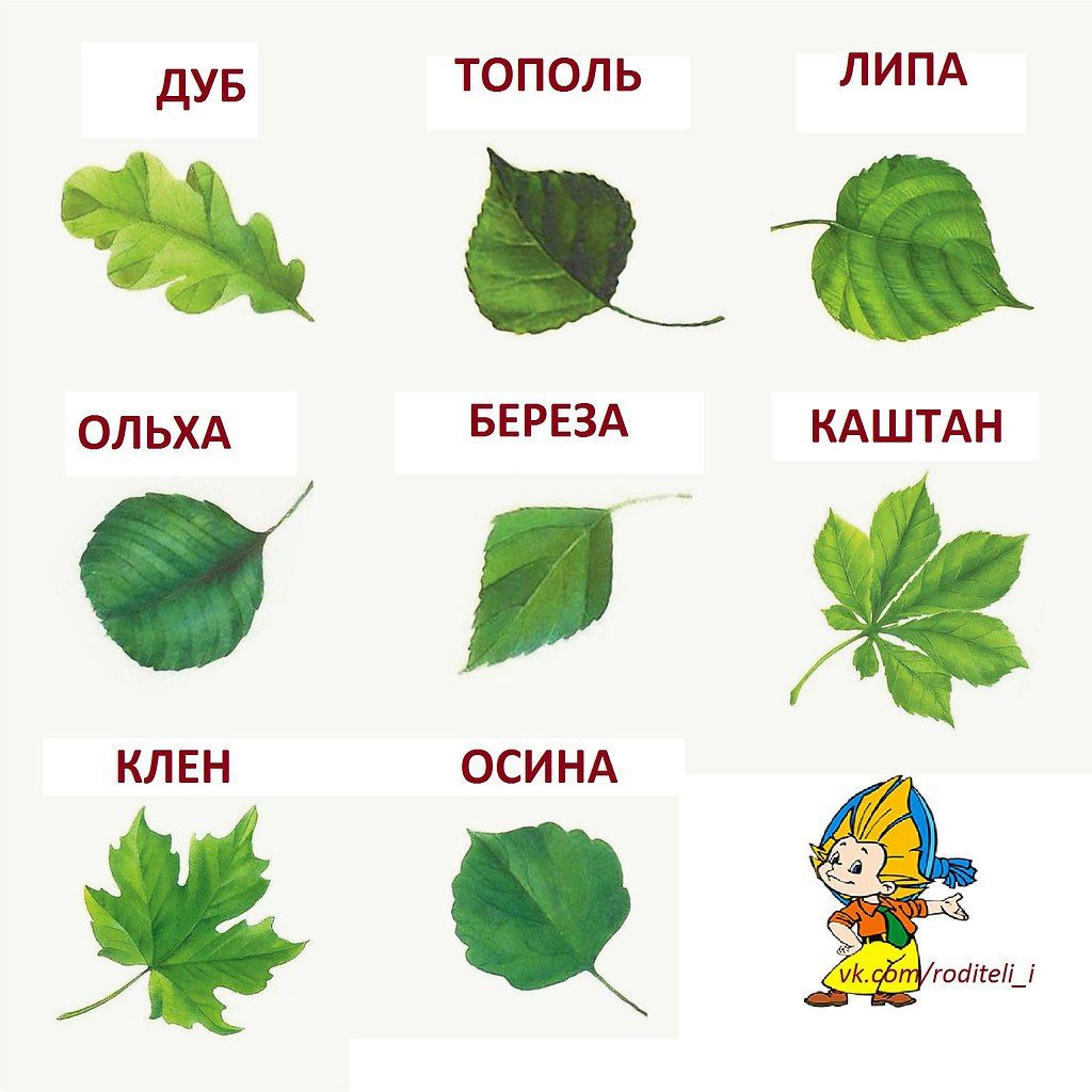 Виды Деревьев В России Фото И Названия