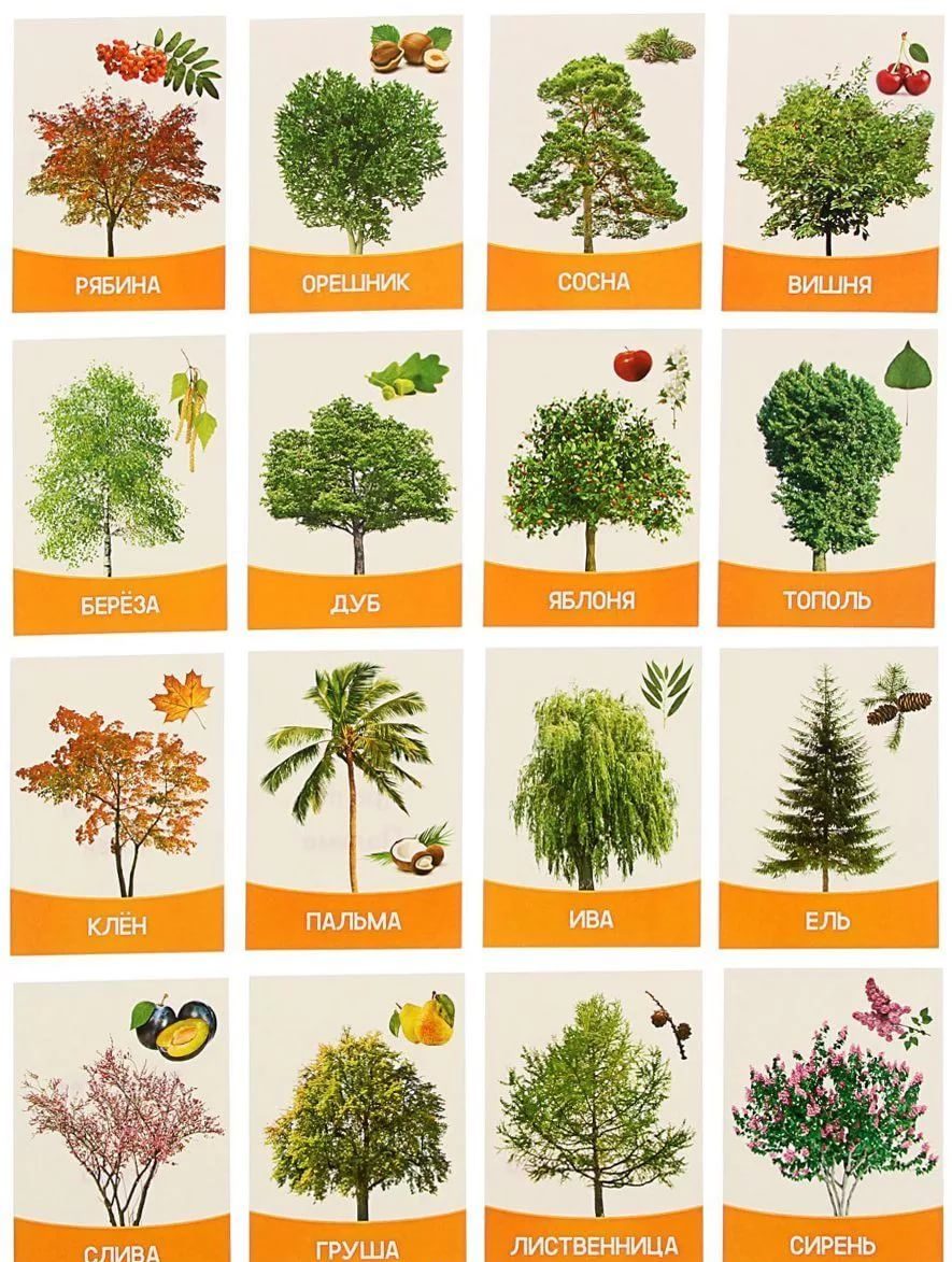 листья деревьев с названиями фото средней полосы