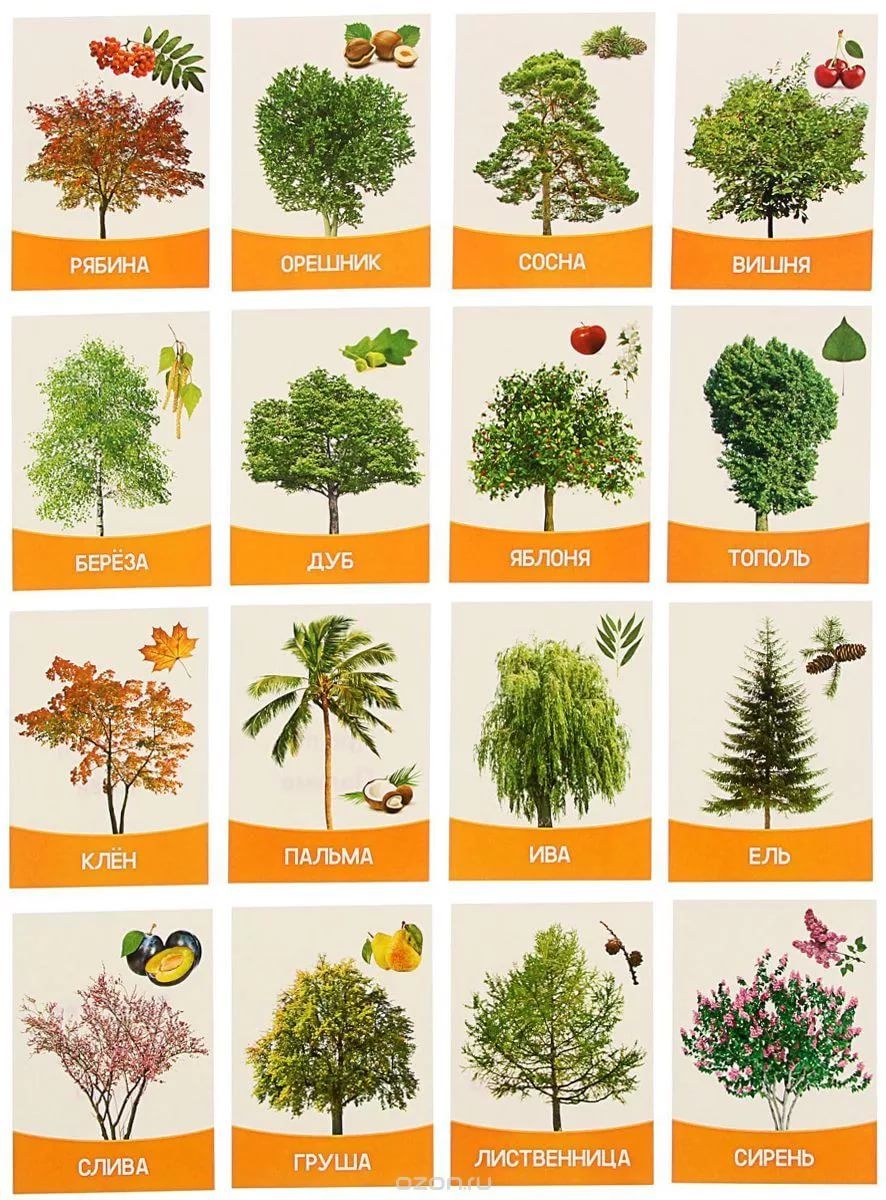 Листья Деревьев Фото Для Детей