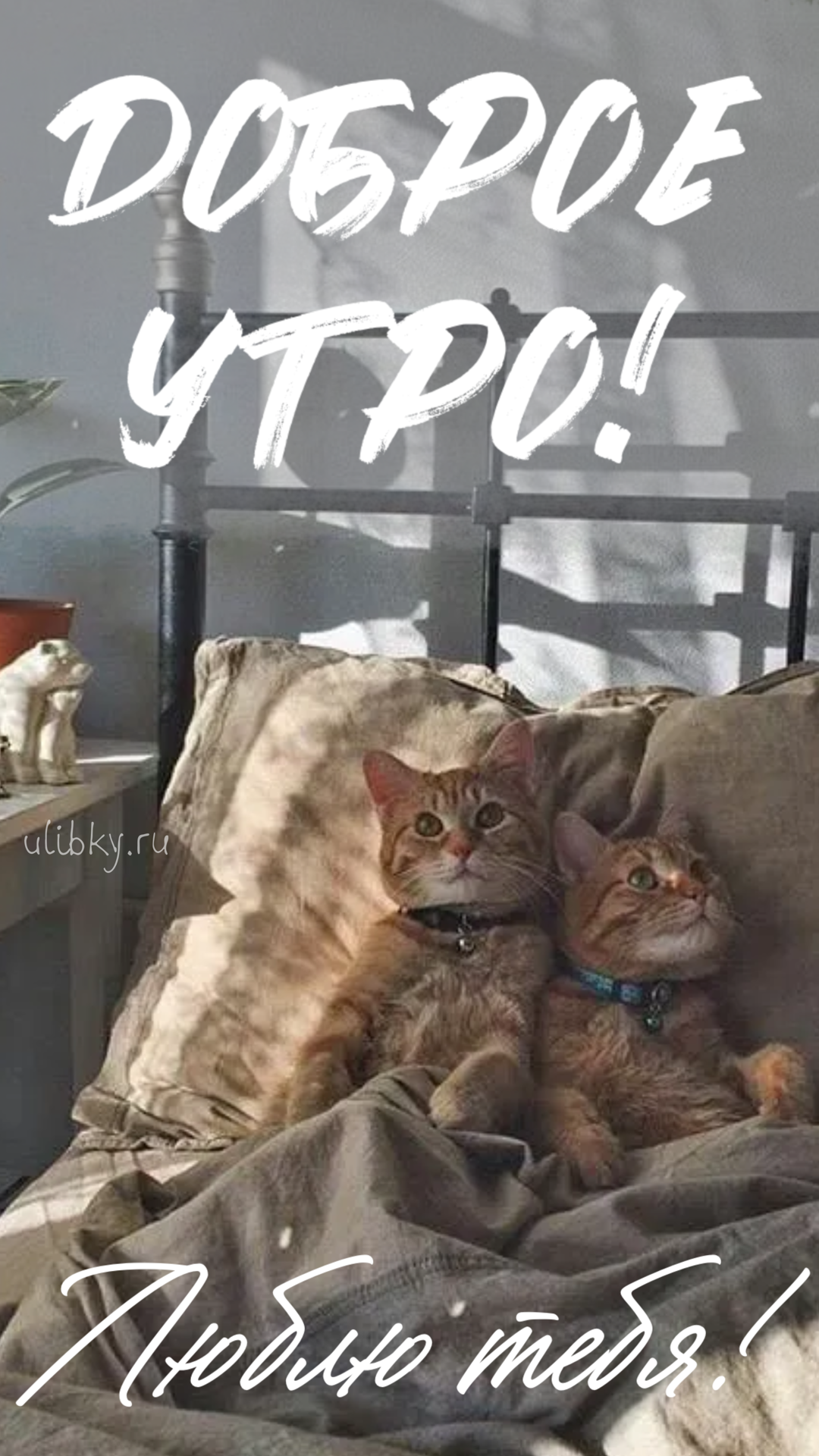 Открытка доброе утро мужчине
